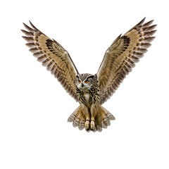Fototapeta premium Majestic Eurasian Eagle Owl in Flight, Wings Spread Wide Against Isolated Background - 