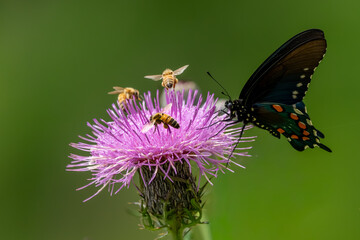 A pipevine swallowtail butterfly feeding on a purple thistle flower