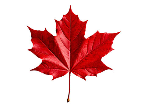 The photograph shows a single red maple leaf isolated on a clean white background. The leaf is bright red with pronounced veins that highlight its structure. It has a five-pointed shape typical of map