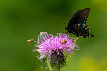 A pipevine swallowtail butterfly feeding on a purple thistle flower