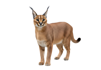 A striking image of a caracal, a wild cat, standing against a pure black background.