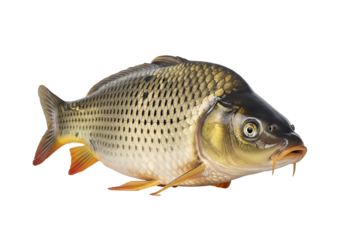 A carp fish displays its scaled body against a pure black background.