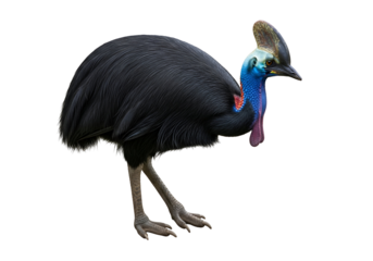 A detailed profile view of a cassowary, showcasing its striking plumage and vibrant colors against a stark black backdrop.