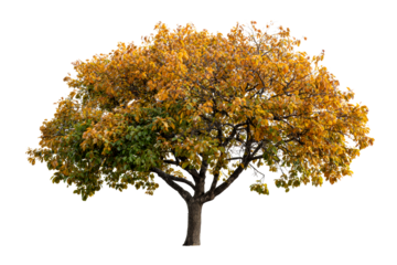 Fall foliage tree with vibrant yellow leaves