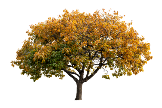 Fall foliage tree with vibrant yellow leaves