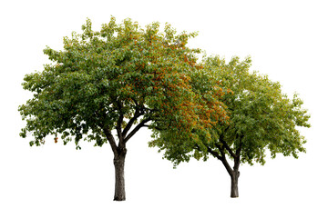Two trees with green and orange leaves