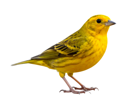  “Cute Yellow Songbird Standing on the Ground, isolated on a transparent background”.jpg