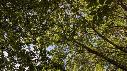 Green foliage against blue sky captured from below in peaceful forest setting