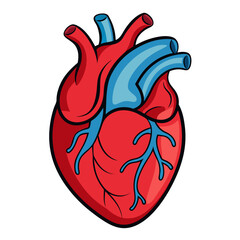 Vibrant anatomical heart illustration showcasing essential circulatory system for medical education and health awareness campaigns