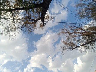 Looking up at the sky through tree branches and power lines on a sunny day with puffy clouds
