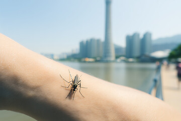 Tiger mosquito resting on a person's forearm in urban area of an Asian city, with a blurred skyline in the background highlighting the growing health threat of mosquito-borne diseases in cities