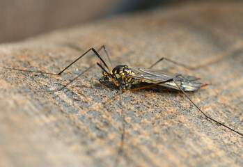 Gefleckte Wiesenschnake - Spotted crane fly