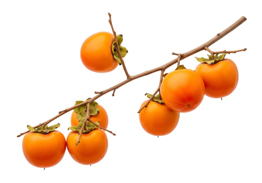A branch of persimmon fruit, showcasing vibrant orange tones against a stark black background.