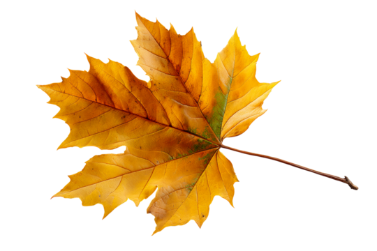 Yellow maple leaf on white background