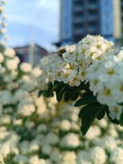 Close-up of white flowers in a bush, with a bee.