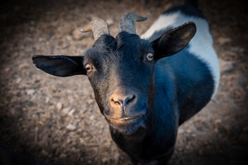 Closeup of black goat with horns