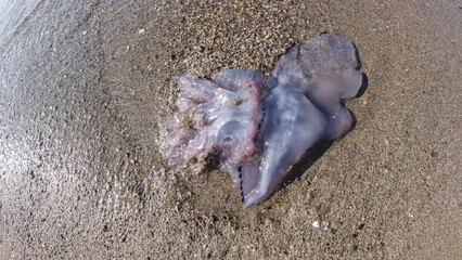 Feet of a person looking at (Rhopilema nomadica) jellyfish at the beach, It has vermicular filaments with venomous stinging cells that cause painful injuries to people, Jellyfish sting concept image. © boulham