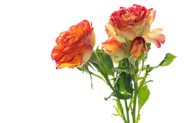 Bright rosebuds with delicate petals on white background