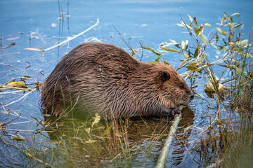 Beaver in the water