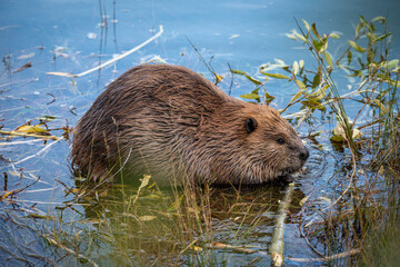 Beaver on the river