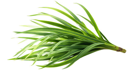Fototapeta premium Freshly harvested green pandan leaves arranged beautifully, showcasing their vibrant color and lush texture.