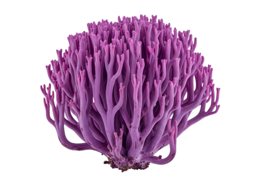 Detailed close-up of a vibrant, branching, purplish-pink fungus, isolated against a black backdrop.