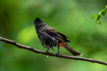 Red-vented Bulbul with background is a soft blur of sun-dappled foliage and a bright sky, creating a serene and natural portrait.