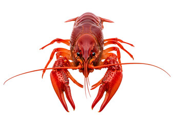 Vibrant red crawfish, centered against a black backdrop, displays intricate details and powerful claws.