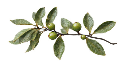 Fototapeta premium A close-up of a branch featuring green leaves and unripe fruits, symbolizing nature's growth and vitality.