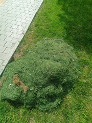 Pile of freshly cut grass on a lawn near a sidewalk