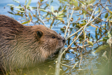 Beaver chop down trees with his teeth
