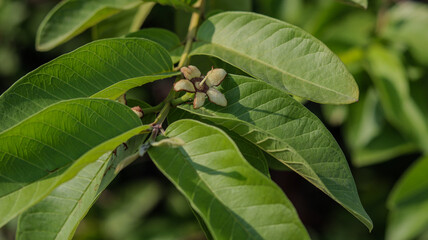 Obraz premium Close-up of guava leaves with flower buds on a branch, tropical plant used for fruits, herbal tea, and traditional medicine. Selective focus 