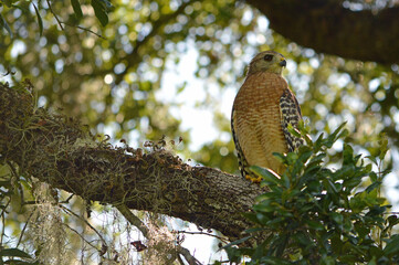 Closeup of red shouldered hawk perched on a large branch, facing forward, head turned slightly to the right, breast out, wings down, shaded area in central Florida 