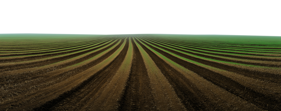 harvested empty agricultural field in autumn with sky isolated on white or transparent png