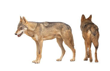 The gray wolf (Canis lupus) is a highly intelligent and social carnivore, known for its strength, teamwork in hunting, and adaptability across diverse habitats. on white background	