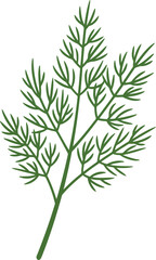 A delicate sprig of fresh green dill herb with feathery leaves isolated on a clean white background