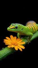 Fototapeta premium A gecko with flower on a black background