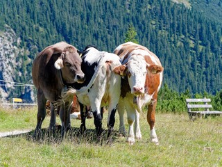 Three alpine cows stand side by side.