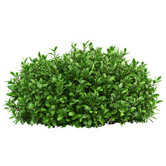 Fototapeta premium lush garden bushes, Dense, vibrant garden bushes showcasing rich green leaves, isolated on transparent background