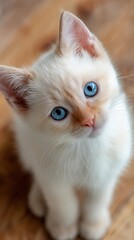 Cute fluffy kitten with striking blue eyes and playful expression