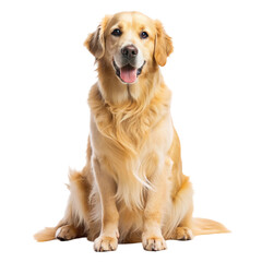 golden retriever puppy isolated on white