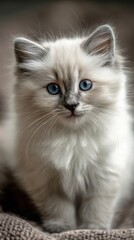 Adorable fluffy kitten with striking blue eyes sitting on soft background