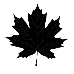 Naklejka premium Maple leaf black outline vector, Vector graphic of a maple leaf, outlined in black, isolated on transparent background