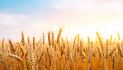 Fototapeta premium Golden Wheat Field With Soft Gradient Sky Simple Composition Highly Detailed Minimal Scene