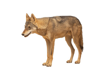 The gray wolf (Canis lupus) is a highly intelligent and social carnivore, known for its strength, teamwork in hunting, and adaptability across diverse habitats. on white background	