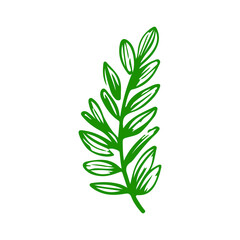  doodle fresh herbs on white background 