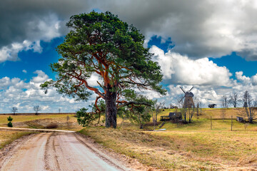 Rural landscape with gravel countryside road,  lonely pine tree and old windmill at the distance. Summer day and beauty in the Nature. Concept of rural and ecological tourism