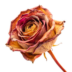 red rose on white background