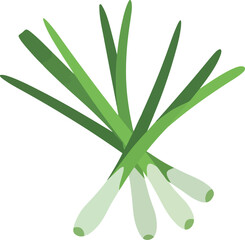 A close up overhead view of a bunch of fresh green onions with white bulbs isolated on a white background