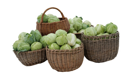 Freshly Harvested Green Cabbages in Rustic Wicker Baskets